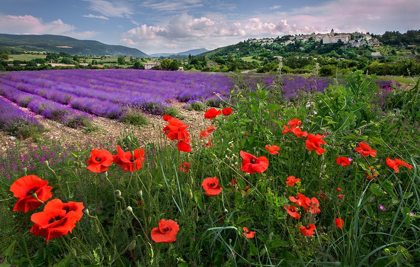 Picture of LAVENDER BLOOM NEAR SAULT IN THE SOUTH OF FRANCE