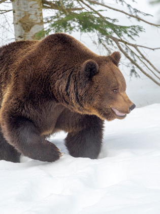 Picture of EURASIAN BROWN BEAR IN DEEP SNOW-DURING WINTER IN NATIONAL PARK BAVARIAN FOREST GERMANY-BAVARIA