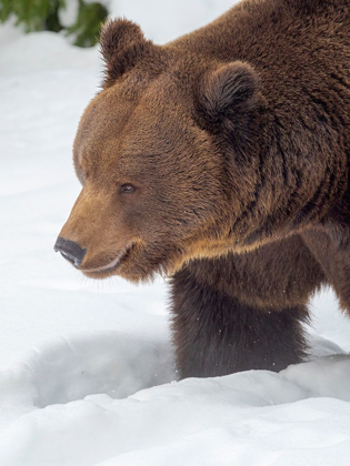 Picture of EURASIAN BROWN BEAR IN DEEP SNOW-DURING WINTER IN NATIONAL PARK BAVARIAN FOREST GERMANY-BAVARIA