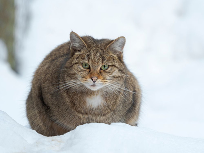 Picture of EUROPEAN WILDCAT DURING WINTER IN DEEP SNOW IN NATIONAL PARK BAVARIAN FOREST GERMANY-BAVARIA