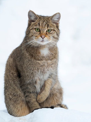 Picture of EUROPEAN WILDCAT DURING WINTER IN DEEP SNOW IN NATIONAL PARK BAVARIAN FOREST GERMANY-BAVARIA