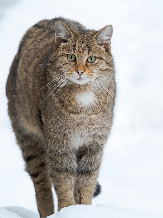 Picture of EUROPEAN WILDCAT DURING WINTER IN DEEP SNOW IN NATIONAL PARK BAVARIAN FOREST GERMANY-BAVARIA