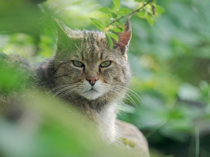 Picture of EUROPEAN WILDCAT IN WILDKATZENDORF HUETSCHERODA (WILDCAT VILLAGE)-HAINICH-THURINGIA-GERMANY