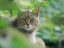 Picture of EUROPEAN WILDCAT IN WILDKATZENDORF HUETSCHERODA (WILDCAT VILLAGE)-HAINICH-THURINGIA-GERMANY