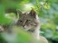 Picture of EUROPEAN WILDCAT IN WILDKATZENDORF HUETSCHERODA (WILDCAT VILLAGE)-HAINICH-THURINGIA-GERMANY