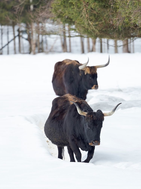 Picture of HECK CATTLE AN ATTEMPT TO BREED BACK THE EXTINCT AUROCHS FROM DOMESTIC CATTLE GERMANY-BAVARIA