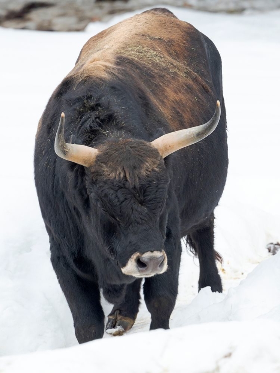 Picture of HECK CATTLE -AN ATTEMPT TO BREED BACK THE EXTINCT AUROCHS FROM DOMESTIC CATTLE GERMANY-BAVARIA