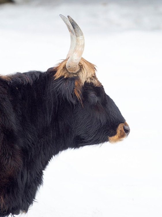 Picture of HECK CATTLE -AN ATTEMPT TO BREED BACK THE EXTINCT AUROCHS FROM DOMESTIC CATTLE GERMANY-BAVARIA