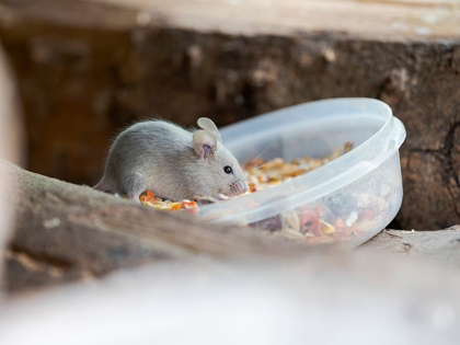 Picture of HOUSE MOUSE IN WILDKATZENDORF HUETSCHERODA (WILDCAT VILLAGE)-HAINICH-THURINGIA-GERMANY