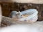 Picture of HOUSE MOUSE IN WILDKATZENDORF HUETSCHERODA (WILDCAT VILLAGE)-HAINICH-THURINGIA-GERMANY