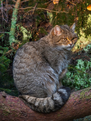 Picture of EUROPEAN WILDCAT IN NATIONAL PARK BAVARIAN FOREST GERMANY-BAVARIA