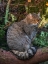 Picture of EUROPEAN WILDCAT IN NATIONAL PARK BAVARIAN FOREST GERMANY-BAVARIA