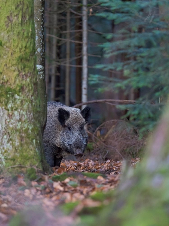 Picture of WILD BOAR DURING WINTER IN HIGH FOREST BAVARIAN FOREST NATIONAL PARK GERMANY-BAVARIA