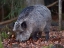 Picture of WILD BOAR DURING WINTER IN HIGH FOREST BAVARIAN FOREST NATIONAL PARK GERMANY-BAVARIA