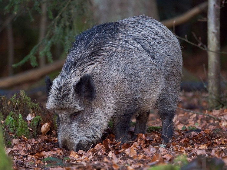 Picture of WILD BOAR DURING WINTER IN HIGH FOREST BAVARIAN FOREST NATIONAL PARK GERMANY-BAVARIA