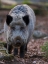 Picture of WILD BOAR DURING WINTER IN HIGH FOREST BAVARIAN FOREST NATIONAL PARK GERMANY-BAVARIA