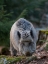 Picture of WILD BOAR DURING WINTER IN HIGH FOREST BAVARIAN FOREST NATIONAL PARK GERMANY-BAVARIA