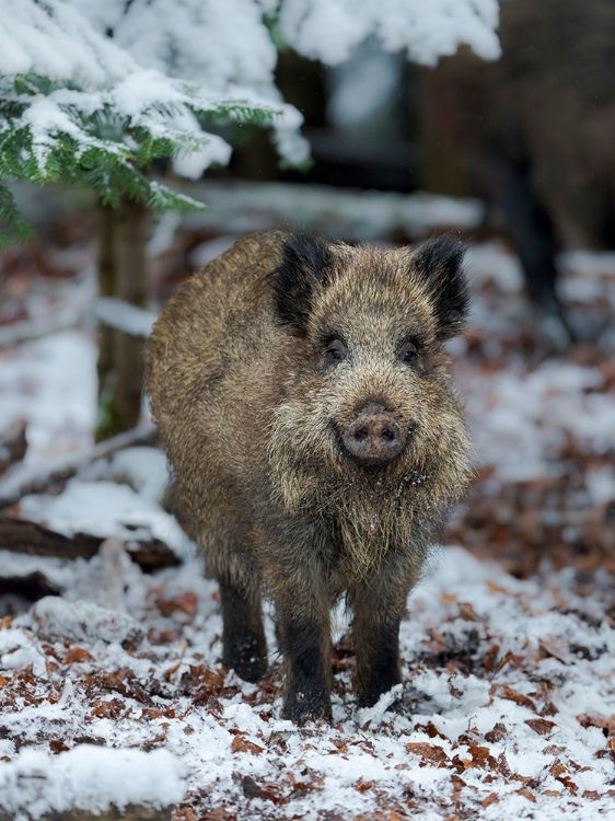 Picture of WILD BOAR DURING WINTER IN HIGH FOREST BAVARIAN FOREST NATIONAL PARK GERMANY-BAVARIA