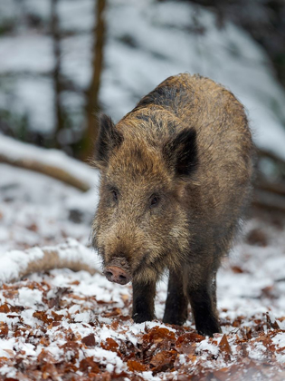 Picture of WILD BOAR DURING WINTER IN HIGH FOREST BAVARIAN FOREST NATIONAL PARK GERMANY-BAVARIA