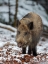 Picture of WILD BOAR DURING WINTER IN HIGH FOREST BAVARIAN FOREST NATIONAL PARK GERMANY-BAVARIA