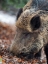 Picture of WILD BOAR DURING WINTER IN HIGH FOREST BAVARIAN FOREST NATIONAL PARK GERMANY-BAVARIA