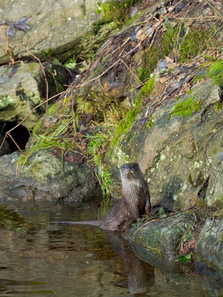 Picture of EURASIAN OTTER (LUTRA LUTRA) DURING WINTER BAVARIAN FOREST NATIONAL PARK GERMANY-BAVARIA