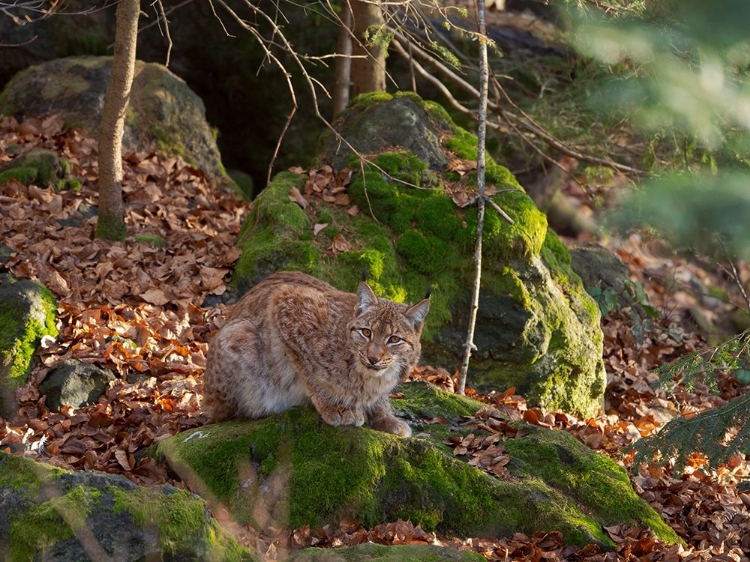 Picture of EURASIAN LYNX (LYNX LYNX ) DURING WINTER BAVARIAN FOREST NATIONAL PARK GERMANY-BAVARIA