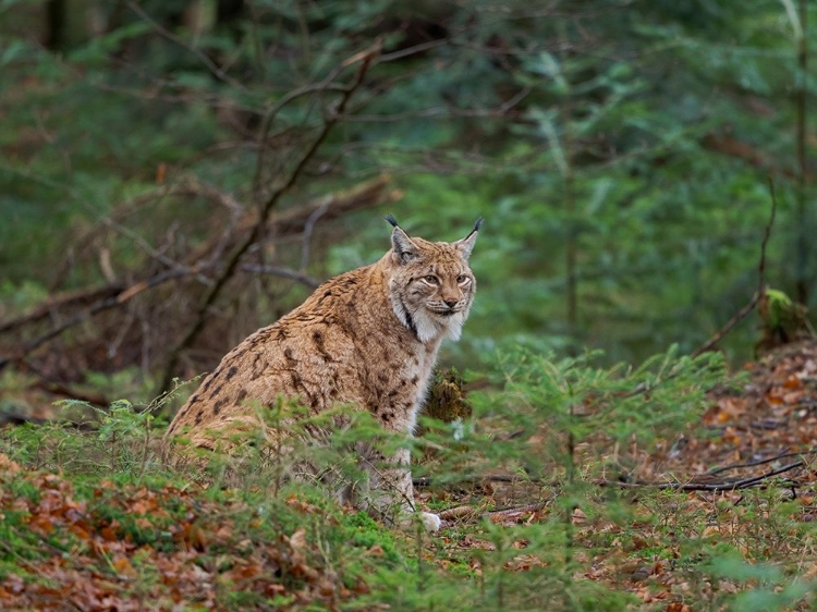 Picture of EURASIAN LYNX (LYNX LYNX ) DURING WINTER BAVARIAN FOREST NATIONAL PARK GERMANY-BAVARIA