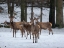 Picture of RED DEER (CERVUS ELAPHUS) DURING WINTER BAVARIAN FOREST NATIONAL PARK GERMANY-BAVARIA