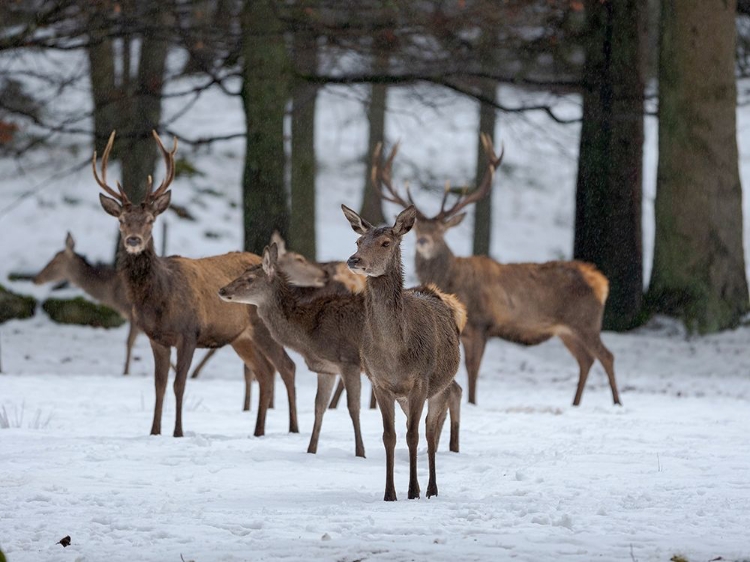 Picture of RED DEER (CERVUS ELAPHUS) DURING WINTER BAVARIAN FOREST NATIONAL PARK GERMANY-BAVARIA