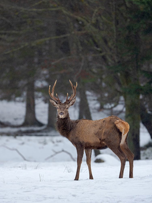 Picture of RED DEER (CERVUS ELAPHUS) DURING WINTER BAVARIAN FOREST NATIONAL PARK GERMANY-BAVARIA