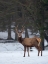 Picture of RED DEER (CERVUS ELAPHUS) DURING WINTER BAVARIAN FOREST NATIONAL PARK GERMANY-BAVARIA
