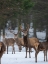 Picture of RED DEER (CERVUS ELAPHUS) DURING WINTER BAVARIAN FOREST NATIONAL PARK GERMANY-BAVARIA