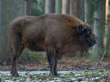Picture of WISENT OR EUROPEAN BISON DURING WINTER BAVARIAN FOREST NATIONAL PARK GERMANY-BAVARIA