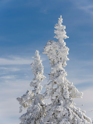 Picture of SNOW-COVERED TREES AT THE PEAK OF MOUNT LUSEN CENTRAL GERMANY-BAVARIA