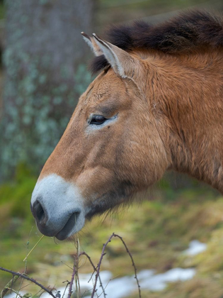 Picture of PRZEWALSKI S HORSE OR DZUNGARIAN HORSE OF THE NATIONAL PARK BAVARIAN FOREST