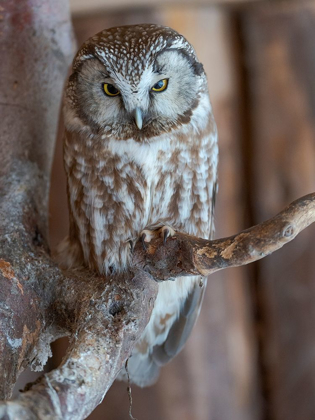 Picture of BOREAL OWL (AEGOLIUS FUNEREUS) ENCLOSURE AREA OF THE NATIONAL PARK BAVARIAN FOREST