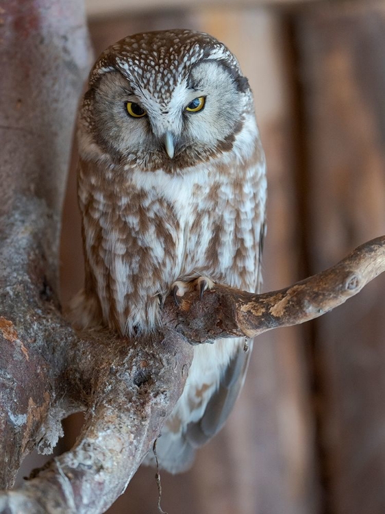 Picture of BOREAL OWL (AEGOLIUS FUNEREUS) ENCLOSURE AREA OF THE NATIONAL PARK BAVARIAN FOREST
