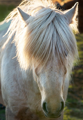 Picture of A SHAGGY HORSE IN SOUTHERN ICELAND
