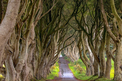 Picture of THE DARK HEDGES IN NORTHERN IRELAND