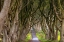 Picture of THE DARK HEDGES IN NORTHERN IRELAND