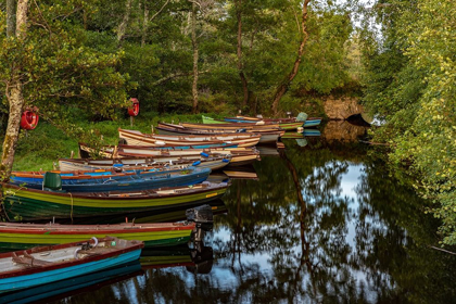 Picture of OLD WOODEN BOATS IN KILLARNEY NATIONAL PARK-IRELAND