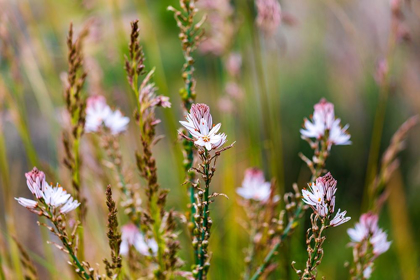 Picture of MESSINA PROVINCE-CARONIA WILD FLOWERS IN A FIELD NEAR THE MEDIEVAL TOWN OF CARONIA