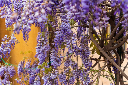 Picture of MESSINA PROVINCE-TRIPI WISTERIA FLOWERS HANGING IN THE MEDIEVAL HILLTOP TOWN OF TRIPI