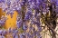 Picture of MESSINA PROVINCE-TRIPI WISTERIA FLOWERS HANGING IN THE MEDIEVAL HILLTOP TOWN OF TRIPI