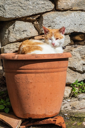 Picture of MESSINA PROVINCE-MONTALBANO ELICONA ORANGE AND WHITE CAT IN TERRA COTTA PLANTER POT