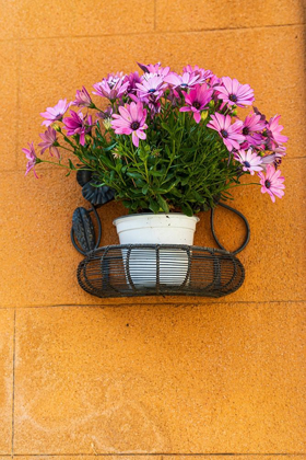 Picture of TRAPANI PROVINCE-ERICE A POT OF AFRICAN DAISY FLOWERS ON WALL IN THE ANCIENT HILL TOWN OF ERICE