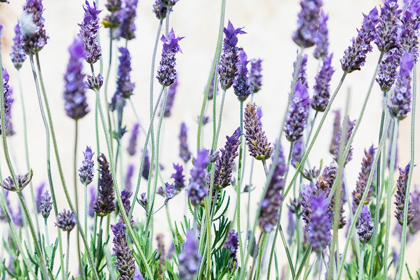 Picture of LAVENDER FLOWERS ON A WHITE BACKGROUND