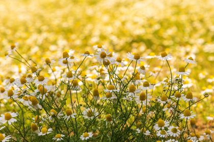 Picture of FIELD OF CHAMOMILE