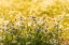 Picture of FIELD OF CHAMOMILE